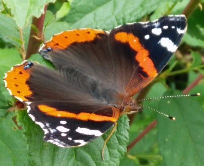 Red Admiral butterfly with fuzzy body and striped antennae
